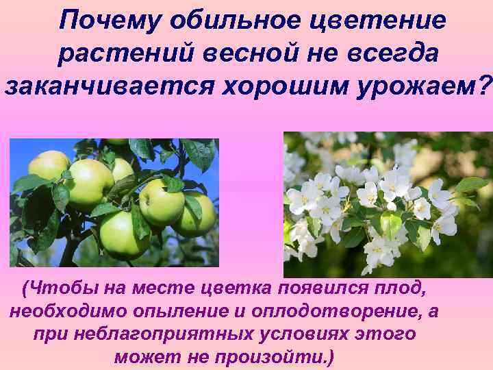 Почему обильное цветение растений весной не всегда заканчивается хорошим урожаем? (Чтобы на месте цветка