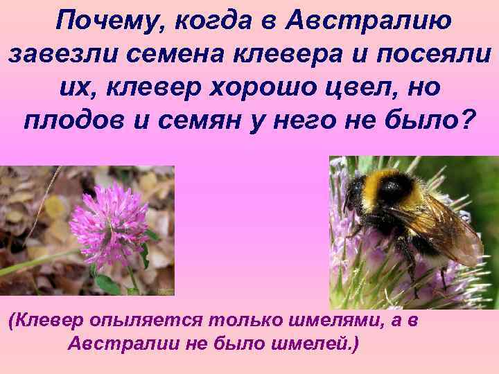 Почему, когда в Австралию завезли семена клевера и посеяли их, клевер хорошо цвел, но