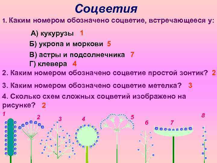 Соцветия 1. Каким номером обозначено соцветие, встречающееся у: А) кукурузы 1 Б) укропа и