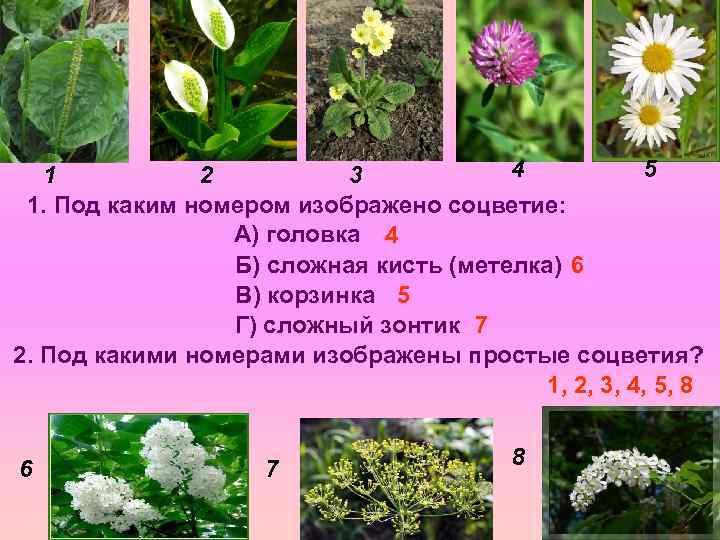 4 5 1 2 3 1. Под каким номером изображено соцветие: А) головка 4