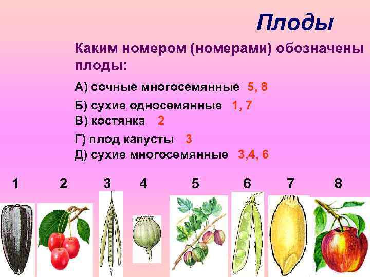 Плоды Каким номером (номерами) обозначены плоды: А) сочные многосемянные 5, 8 Б) сухие односемянные