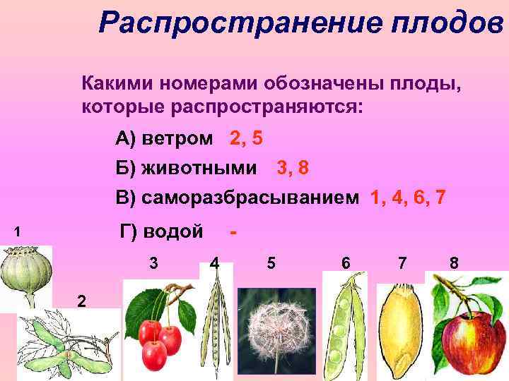 Распространение плодов Какими номерами обозначены плоды, которые распространяются: А) ветром 2, 5 Б) животными