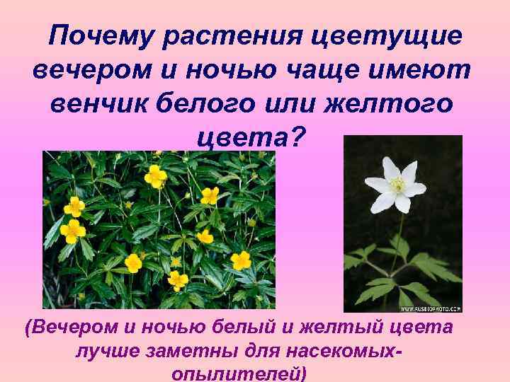 Почему растения цветущие вечером и ночью чаще имеют венчик белого или желтого цвета? (Вечером