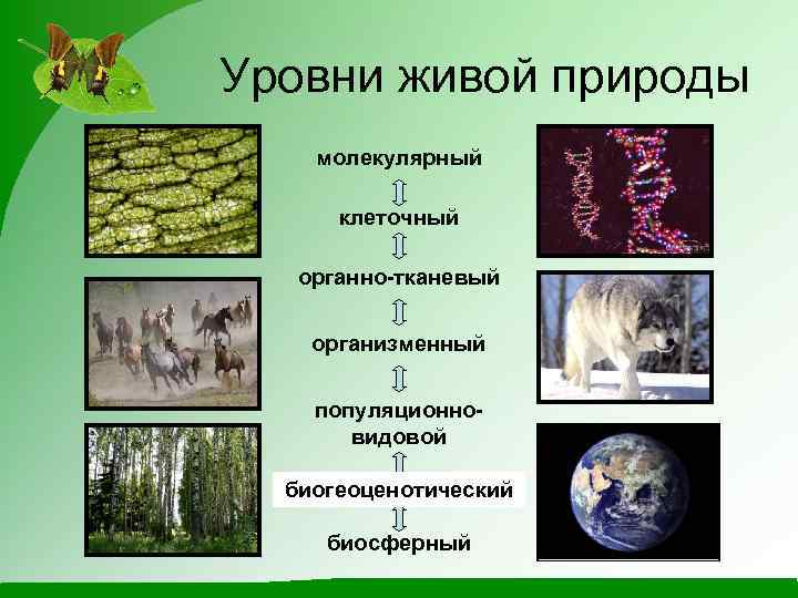 Уровни живой природы молекулярный клеточный органно-тканевый организменный популяционновидовой биогеоценотический экосистемный биосферный 