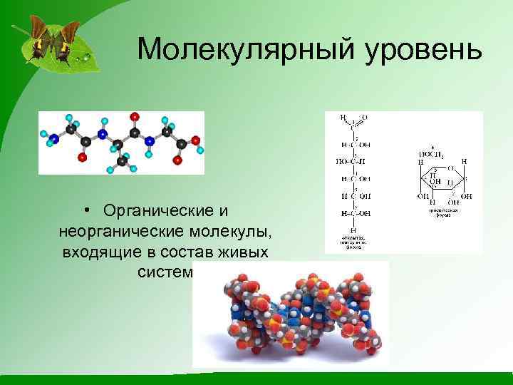 Молекулярный уровень • Органические и неорганические молекулы, входящие в состав живых систем 