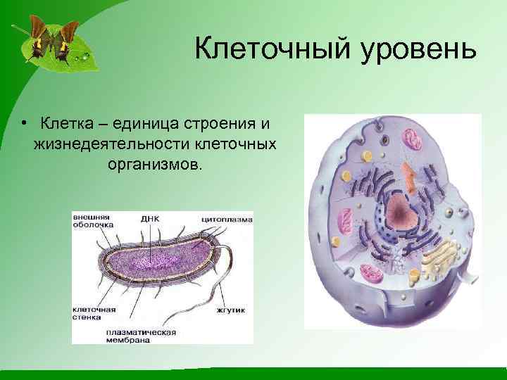 Клеточный уровень • Клетка – единица строения и жизнедеятельности клеточных организмов. 