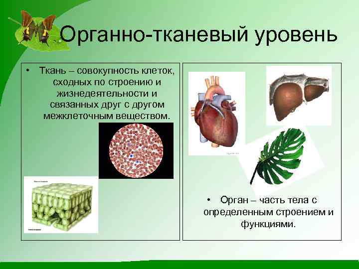 Органно-тканевый уровень • Ткань – совокупность клеток, сходных по строению и жизнедеятельности и связанных
