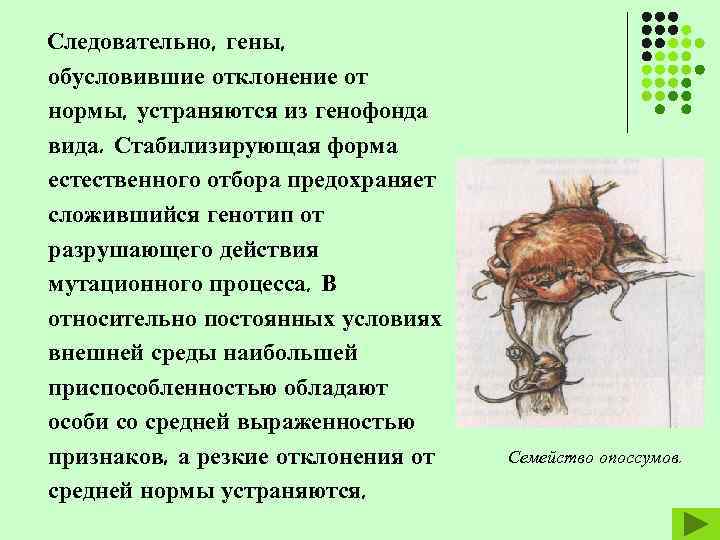 Следовательно, гены, обусловившие отклонение от нормы, устраняются из генофонда вида. Стабилизирующая форма естественного отбора