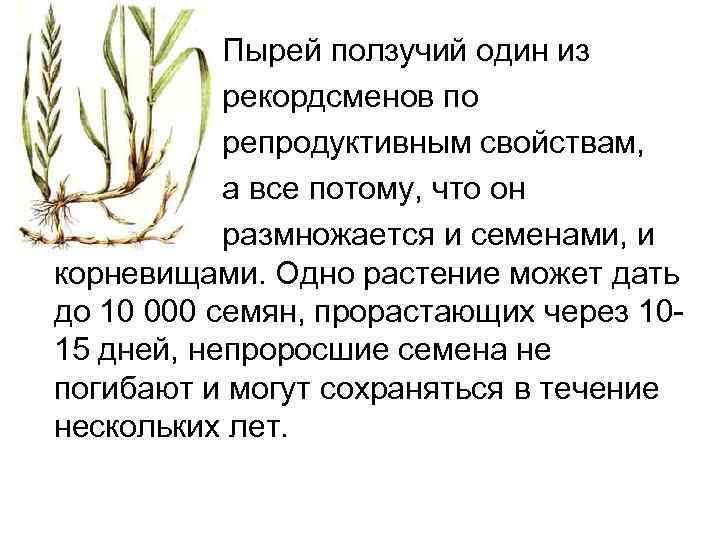  • • • Пырей ползучий один из рекордсменов по репродуктивным свойствам, а все