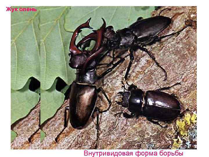 Жук олень Внутривидовая форма борьбы 