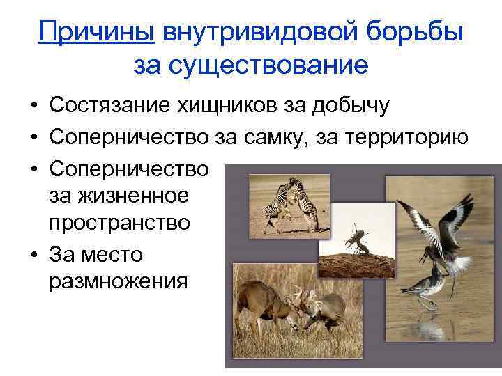 Причины внутривидовой борьбы за существование • Состязание хищников за добычу • Соперничество за самку,