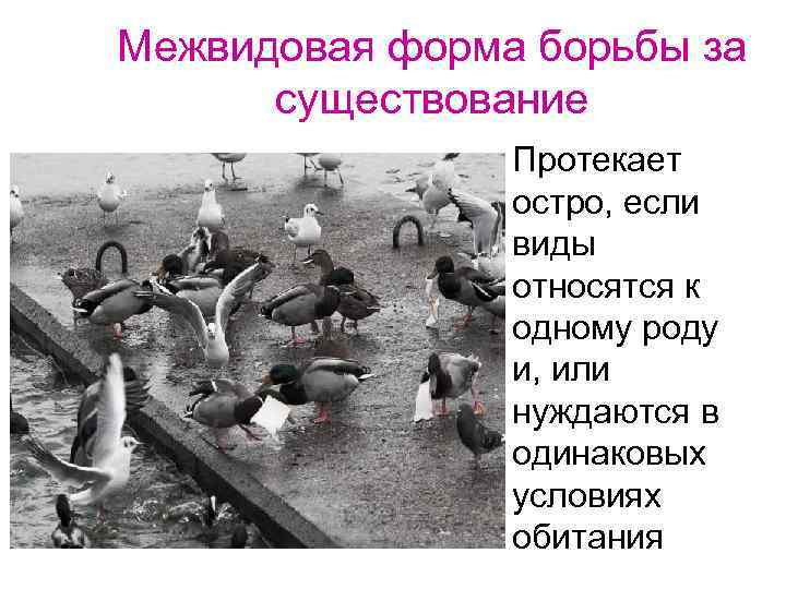 Межвидовая форма борьбы за существование Протекает остро, если виды относятся к одному роду и,