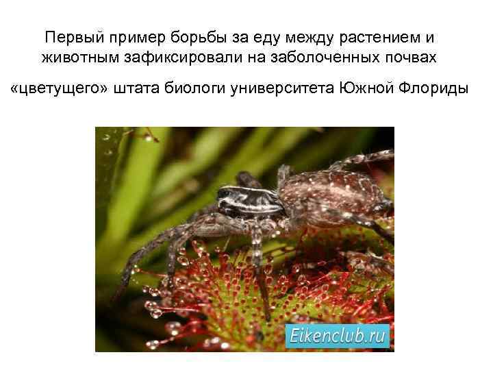 Первый пример борьбы за еду между растением и животным зафиксировали на заболоченных почвах «цветущего»