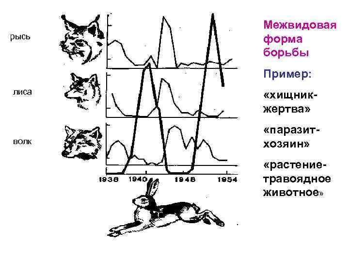 рысь Межвидовая форма борьбы Пример: лиса волк «хищникжертва» «паразитхозяин» «растениетравоядное животное» 
