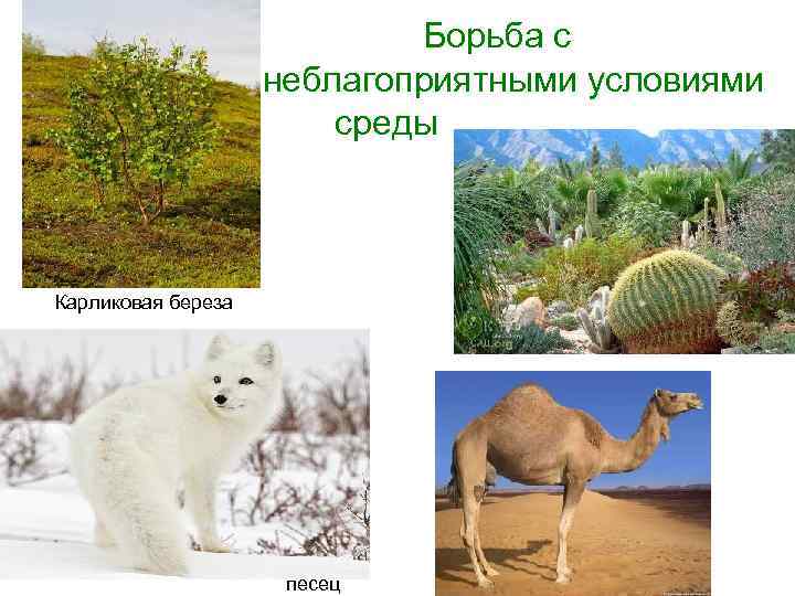  Борьба с неблагоприятными условиями среды Карликовая береза песец 