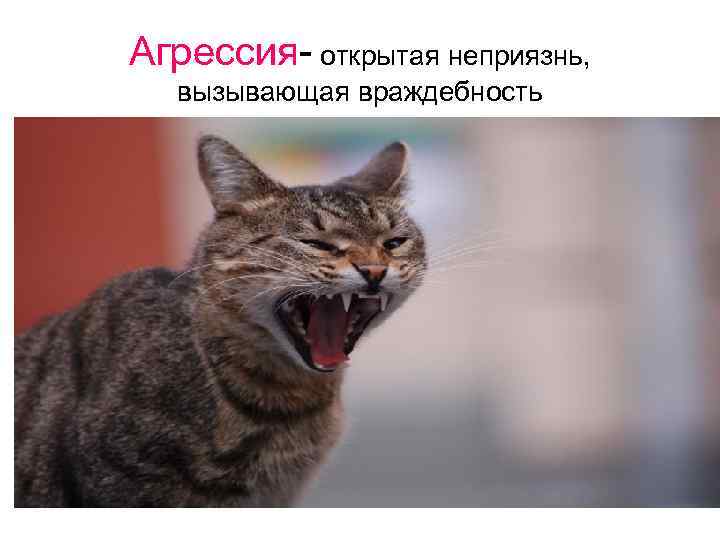 Агрессия- открытая неприязнь, вызывающая враждебность 