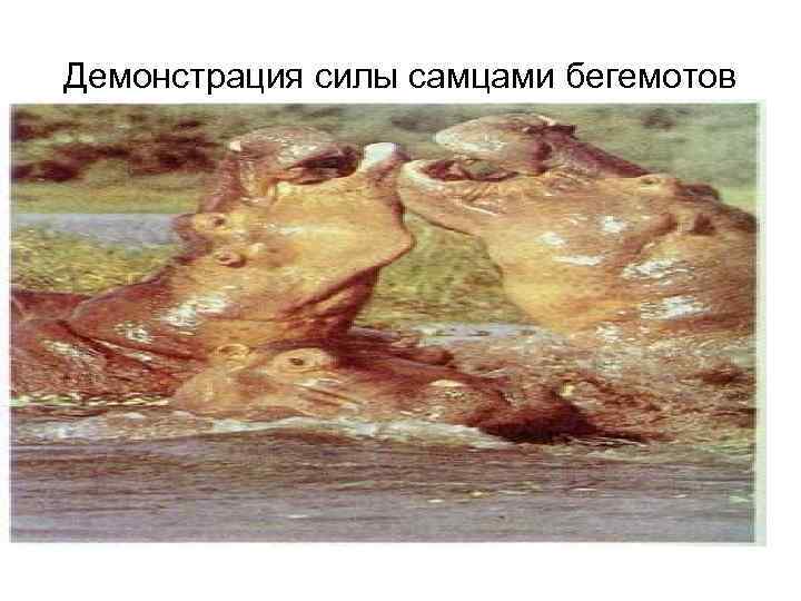 Демонстрация силы самцами бегемотов 