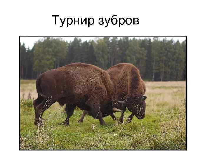 Турнир зубров 