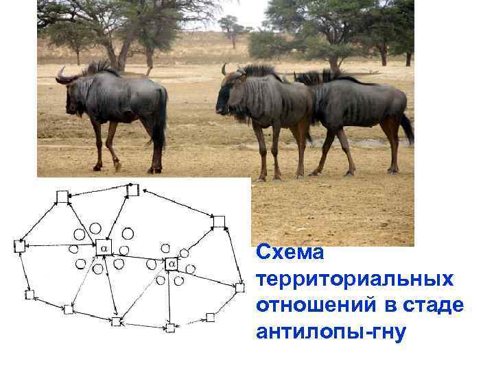 Схема территориальных отношений в стаде антилопы-гну 