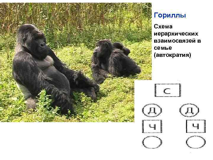Гориллы Схема иерархических взаимосвязей в семье (автократия) 