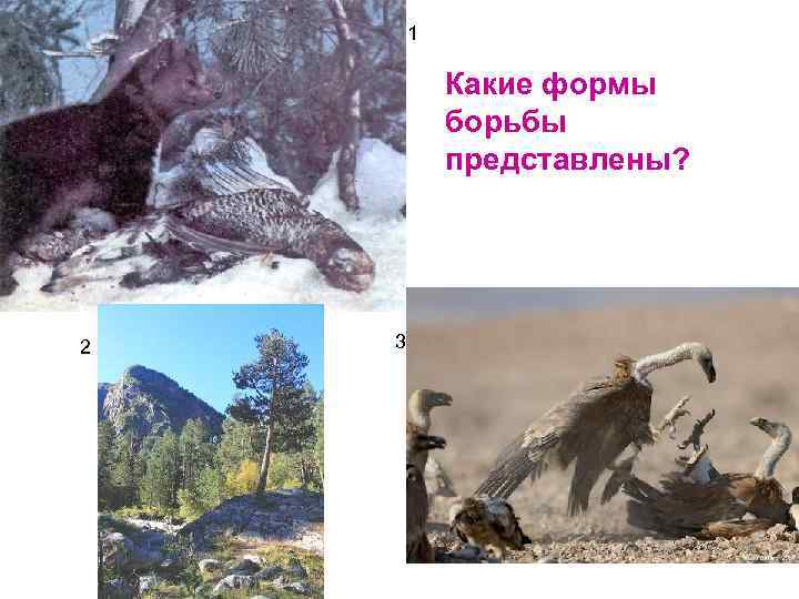 1 Какие формы борьбы представлены? 2 3 