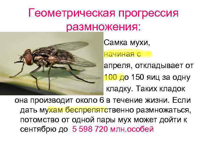 Геометрическая прогрессия размножения: Самка мухи, начиная с апреля, откладывает от 100 до 150 яиц