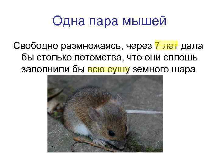 Одна пара мышей Свободно размножаясь, через 7 лет дала бы столько потомства, что они