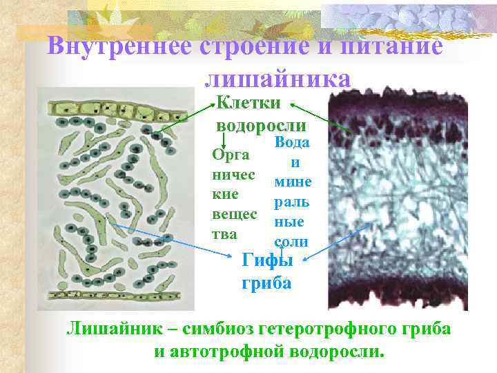 Внутреннее строение и питание лишайника Клетки водоросли Орга ничес кие вещес тва Вода и