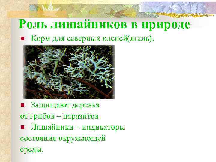 Роль лишайников в природе n Корм для северных оленей(ягель). Защищают деревья от грибов –
