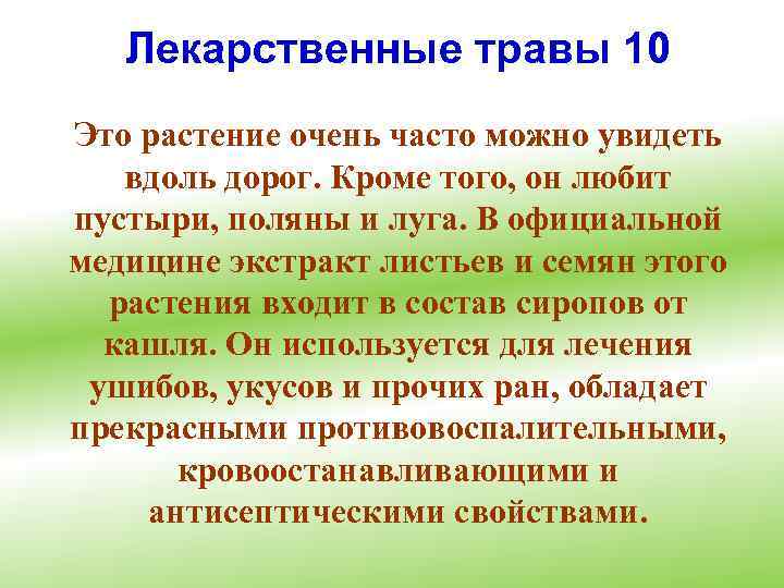 Лекарственные травы 10 Это растение очень часто можно увидеть вдоль дорог. Кроме того, он