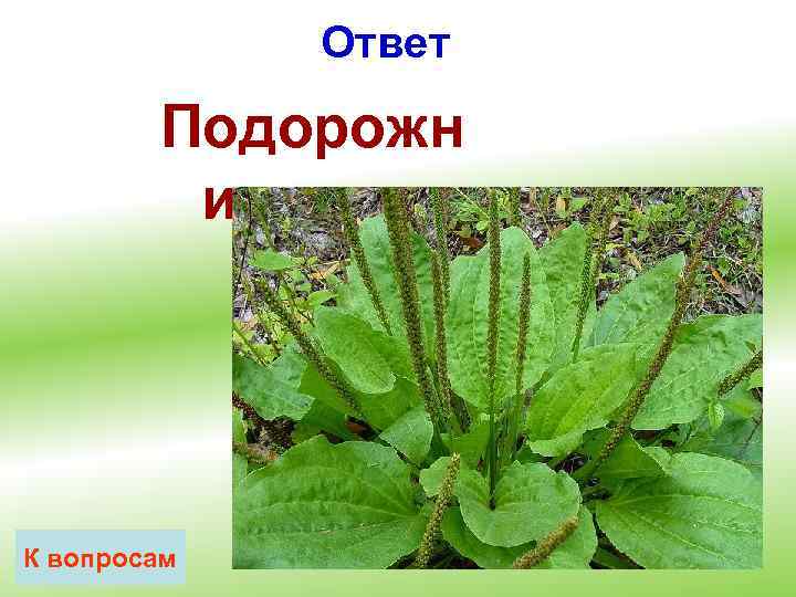 Ответ Подорожн ик К вопросам 