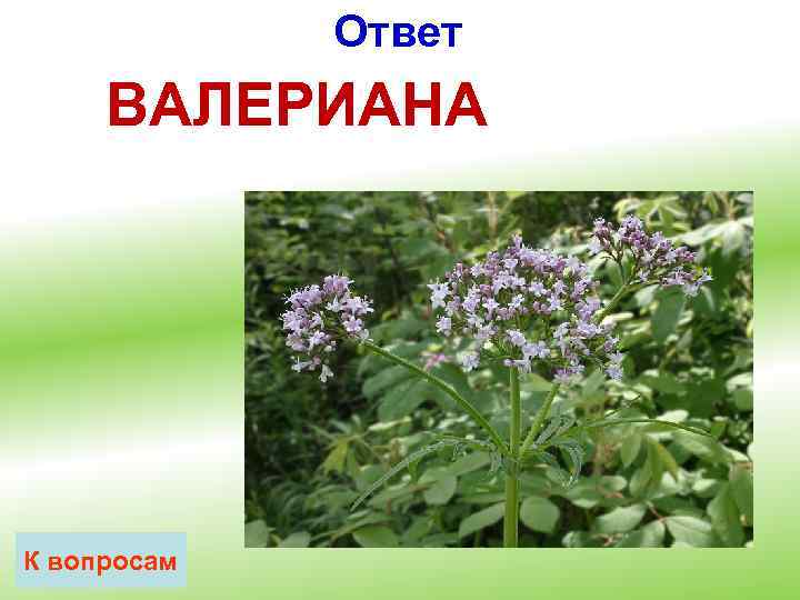 Ответ ВАЛЕРИАНА К вопросам 