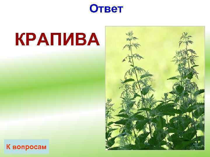 Ответ КРАПИВА К вопросам 