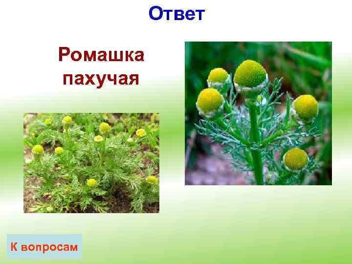 Ответ Ромашка пахучая К вопросам 
