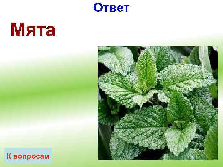 Ответ Мята К вопросам 