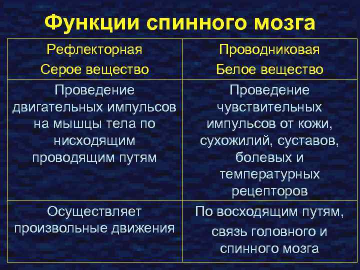 Функции спинного мозга Рефлекторная Серое вещество Проведение двигательных импульсов на мышцы тела по нисходящим