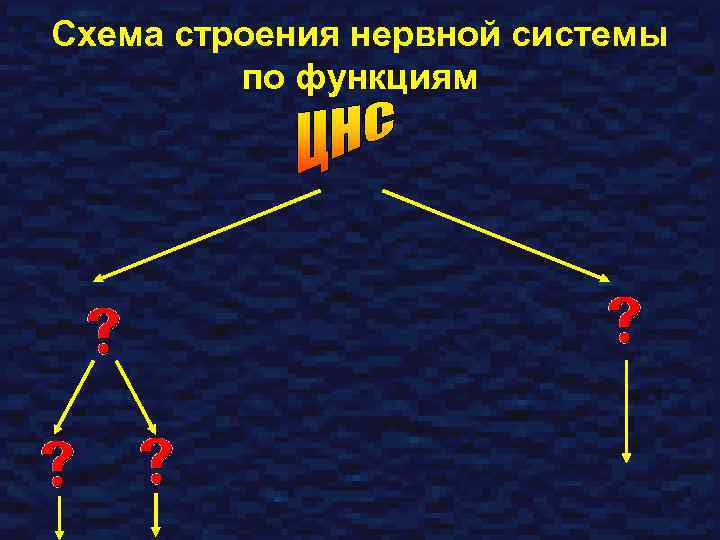 Схема строения нервной системы по функциям 