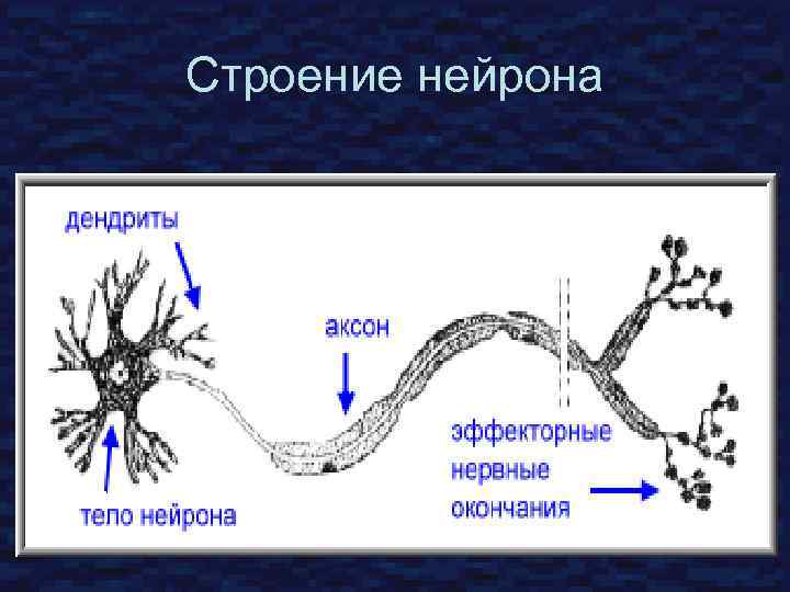 Строение нейрона 