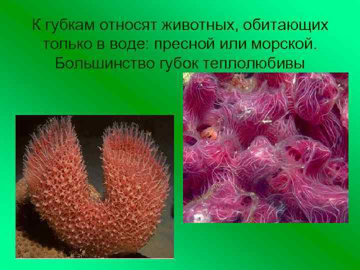 К губкам относят животных, обитающих только в воде: пресной или морской. Большинство губок теплолюбивы