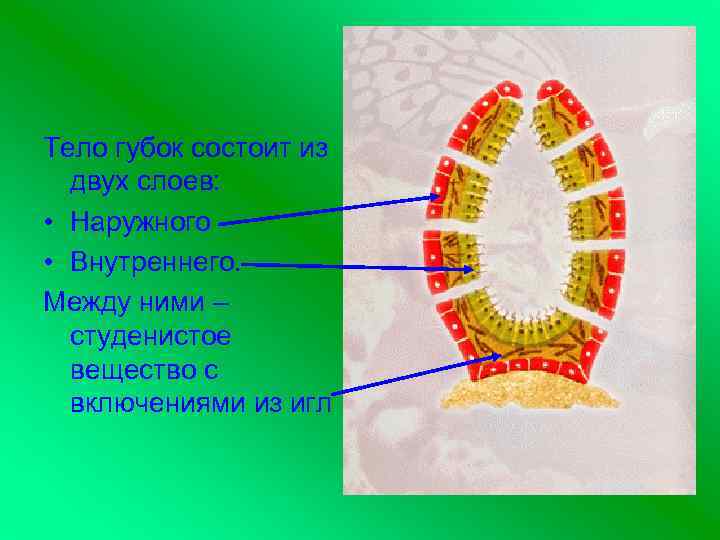 Тело губок состоит из двух слоев: • Наружного • Внутреннего. Между ними – студенистое