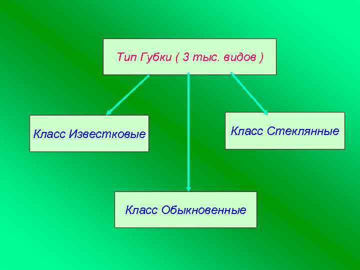 Тип Губки ( 3 тыс. видов ) Класс Известковые Класс Стеклянные Класс Обыкновенные 