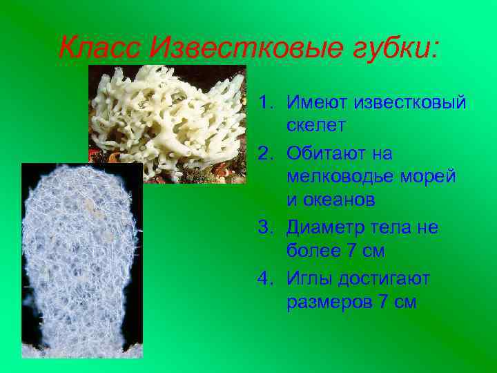 Класс Известковые губки: 1. Имеют известковый скелет 2. Обитают на мелководье морей и океанов