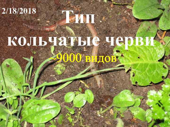 2/18/2018 Тип кольчатые черви ~9000 видов 
