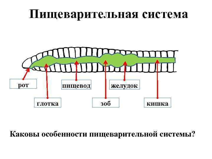 Пищеварительная система рот пищевод глотка желудок зоб кишка Каковы особенности пищеварительной системы? 