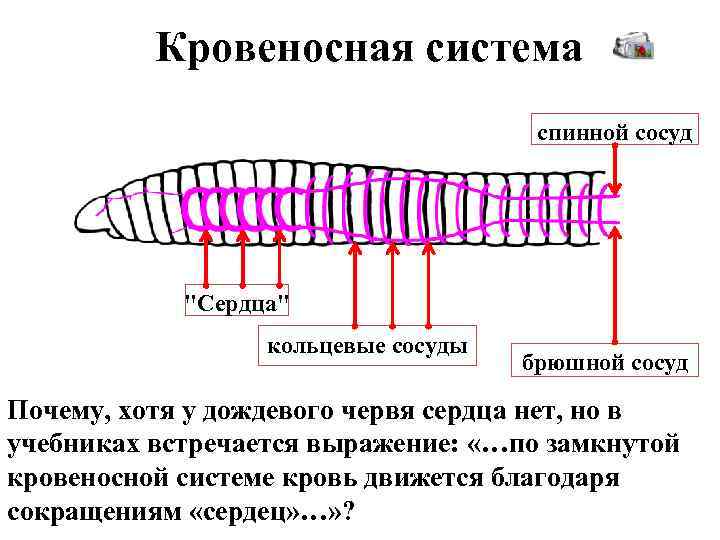 Кровеносная система спинной сосуд 