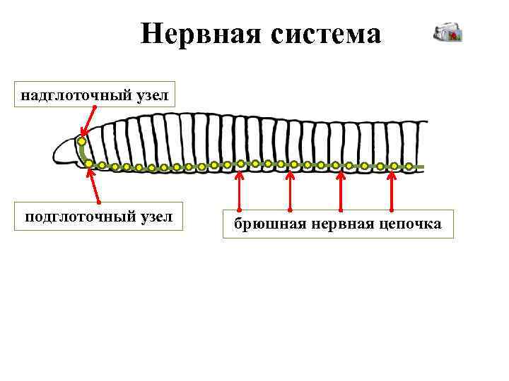 Нервная система надглоточный узел подглоточный узел брюшная нервная цепочка 
