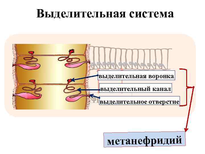 Выделительная система выделительная воронка выделительный канал метанефридии выделительное отверстие метанефридий 