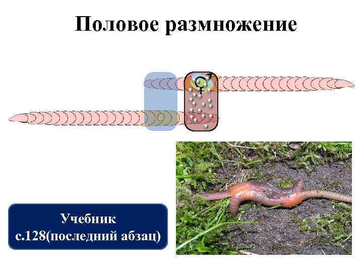 Половое размножение Учебник с. 128(последний абзац) 