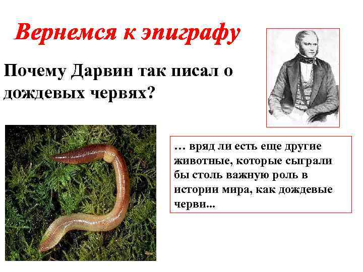 Вернемся к эпиграфу Почему Дарвин так писал о дождевых червях? … вряд ли есть