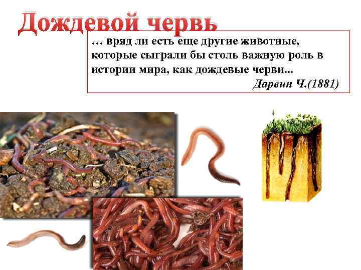 Дождевой червь … вряд ли есть еще другие животные, которые сыграли бы столь важную